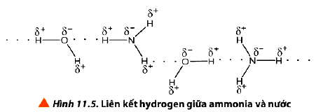 Liên kết Hydrogen giữa Amoni NH3 và nước H2O