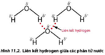 Liên kết hydrogen giữa các phân tử nước H2O