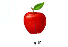 Vectơ biểu diễn trọng lực của quả táo