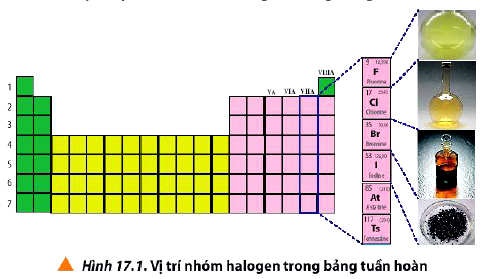 Vị trí nhóm halogen trong bảng tuần hoàn hoá 10 bài 17