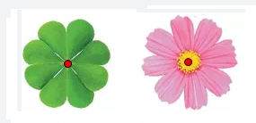 Một số loài hoa có trục đối xứng tâm đối xứng