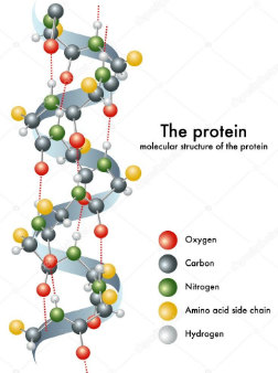cấu trúc phân tử của protein