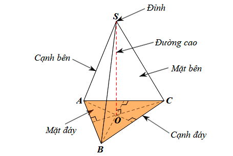 Hình chóp tam giác đều Toán 8 bài 1 CTST