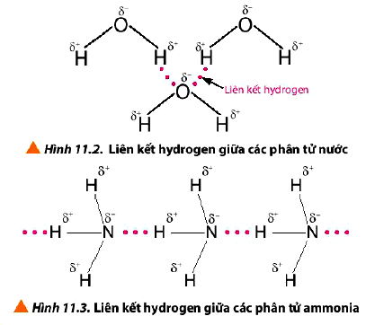 Liên kết hydrogen giữa các phân tử nước và phân tử ammonia