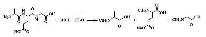 Thủy phân peptide trong môi trường acid