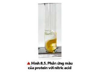 Phản ứng màu của protein với acid nitric