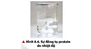 Sự đông tụ của protein do nhiệt độ