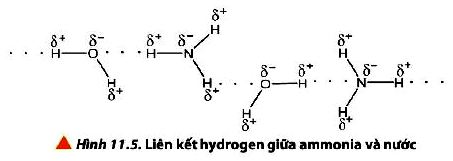 Liên kết hydrogen giữa Amoni và nước