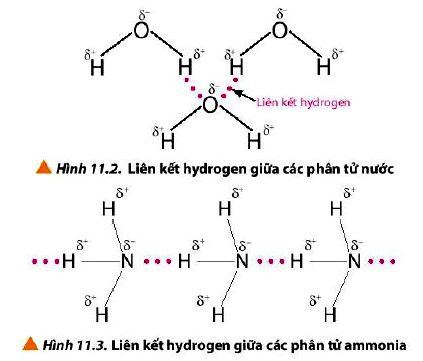 Liên kết hydrogen giữa các phân tử nước H2O và Ammonia NH3