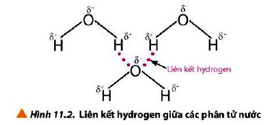 Liên kết hydrogen trong phân tử nước H2O