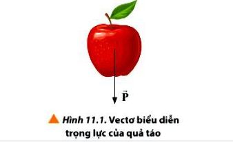 Trọng lực của quả táo