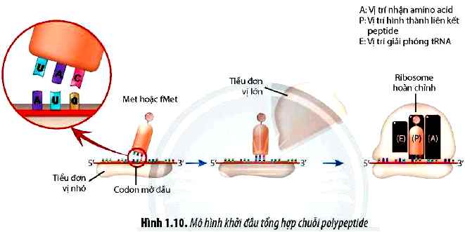 Sinh 12 trang 12 Chân trời sáng tạo: Câu hỏi 10