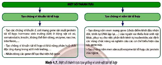 Câu hỏi 10 Sinh 12 trang 29 Chân trời sáng tạo