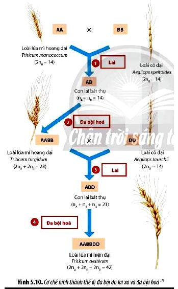 Sinh 12 trang 39 Chân trời sáng tạo: Câu hỏi 10