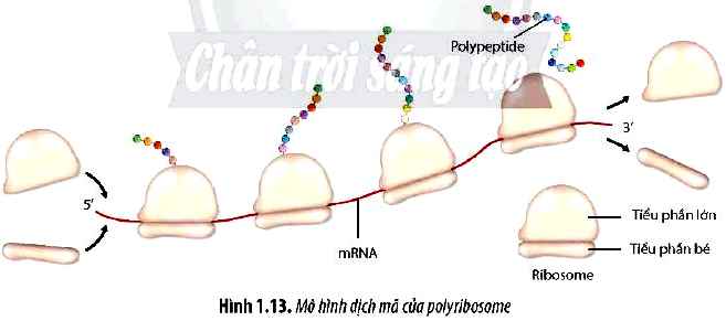 Câu hỏi 11 Sinh 12 trang 13 Chân trời sáng tạo