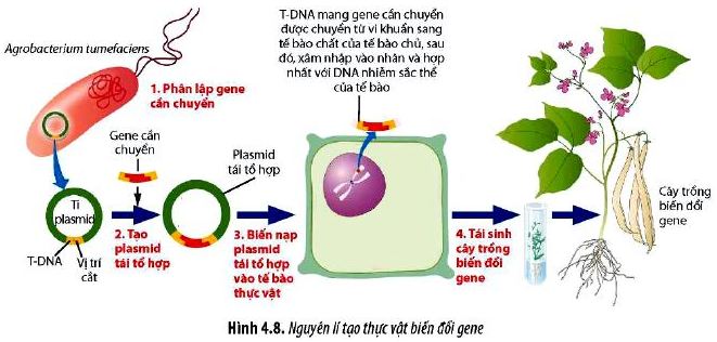 Câu hỏi 11 Sinh 12 trang 29 Chân trời sáng tạo