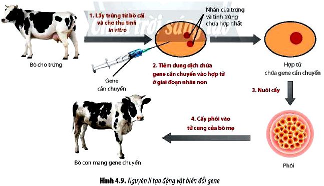 Sinh 12 trang 30 Chân trời sáng tạo: Câu hỏi 12