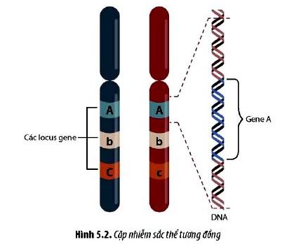 Sinh 12 trang 33 Chân trời sáng tạo: Câu hỏi 2