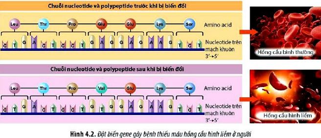 Sinh 12 trang 24 Chân trời sáng tạo: Câu hỏi 3