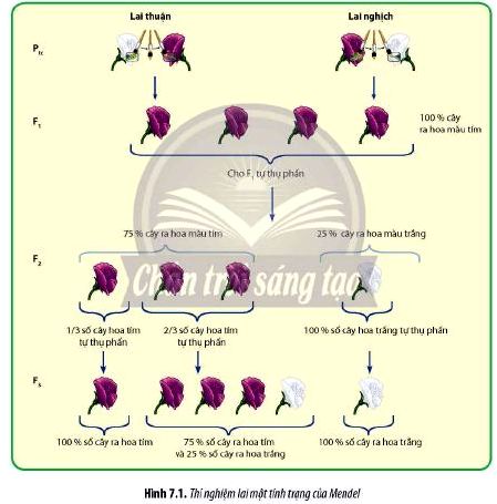 Sinh 12 trang 47 Chân trời sáng tạo: Câu hỏi 3