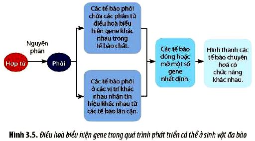 Câu hỏi 4 Sinh 12 trang 20 Chân trời sáng tạo