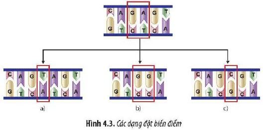 Sinh 12 trang 25 Chân trời sáng tạo: Câu hỏi 4