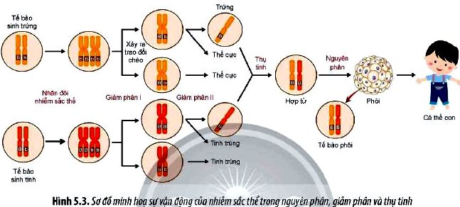 Câu hỏi 4 Sinh 12 trang 34 Chân trời sáng tạo