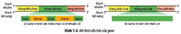 Sinh 12 trang 8 Chân trời sáng tạo: Câu hỏi 4