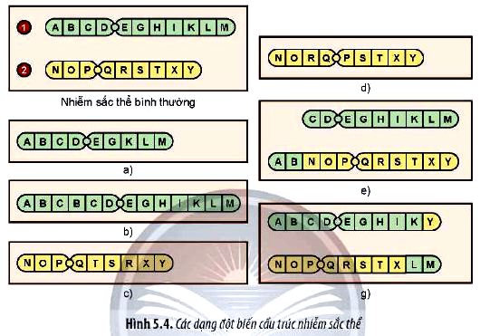 Câu hỏi 5 Sinh 12 trang 35 Chân trời sáng tạo