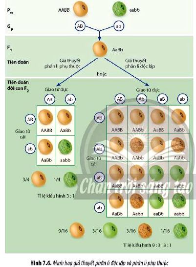 Câu hỏi 5 Sinh 12 trang 50 Chân trời sáng tạo