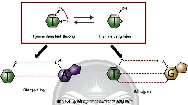 Sinh 12 trang 26 Chân trời sáng tạo: Câu hỏi 6