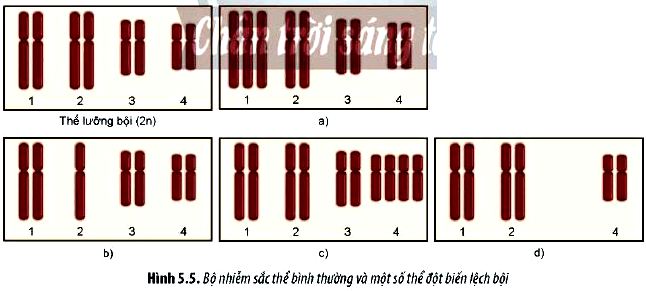 Câu hỏi 6 Sinh 12 trang 36 Chân trời sáng tạo