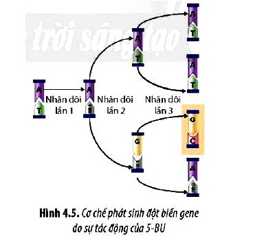 Sinh 12 trang 26 Chân trời sáng tạo: Câu hỏi 7