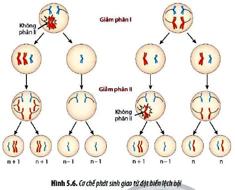 Sinh 12 trang 37 Chân trời sáng tạo: Câu hỏi 7