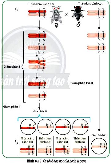 Câu hỏi 7 Sinh 12 trang 62 Chân trời sáng tạo