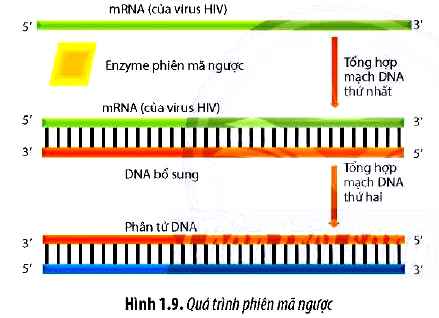 Sinh 12 trang 10 Chân trời sáng tạo: Câu hỏi 8