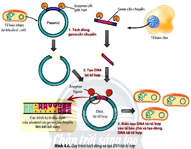 Sinh 12 trang 28 Chân trời sáng tạo: Câu hỏi 9