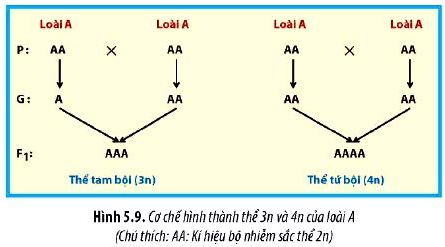 Sinh 12 trang 39 Chân trời sáng tạo: Câu hỏi 9