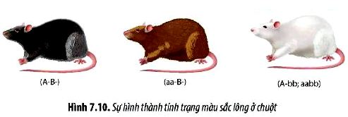 Sinh 12 trang 53 Chân trời sáng tạo: Luyện tập