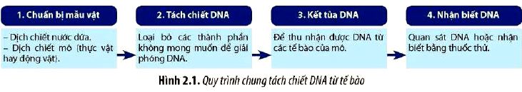 Quy trình tách chiết DNA